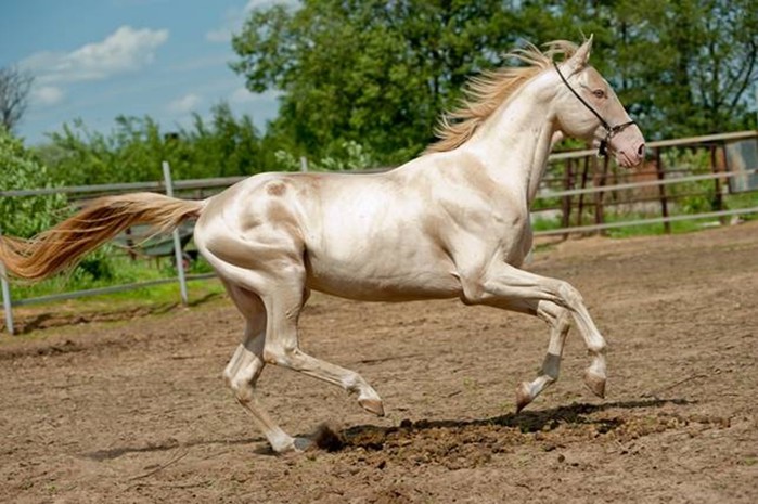 10 самых красивых пород лошадей, по мнению «Моей планеты»