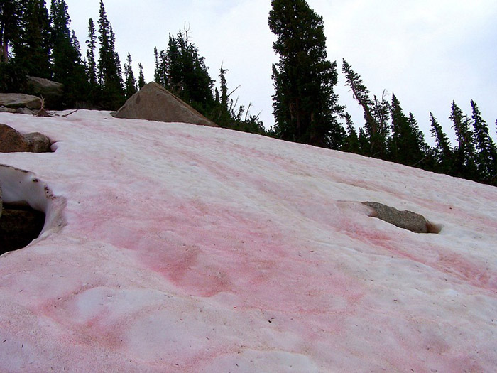 watermelon-snow-12 (700x525, 132Kb)