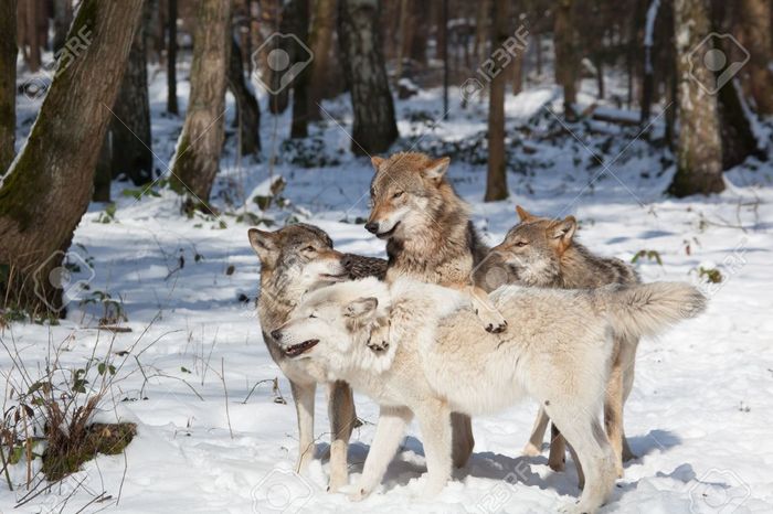 20949151-wolf-pack-of-four-timber-wolves-in-snowy-white-winter-forest (700x466, 66Kb)