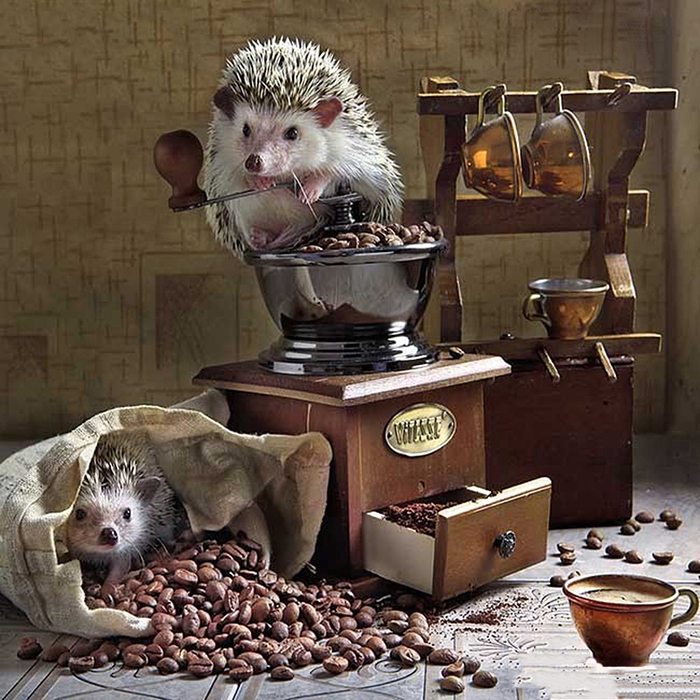 5D-DIY-Diamond-Painting-Hedgehog-Coffee-3D-Embroidery-Cross-Stitch-Animal-Mosaic-Decoration-Gifts (700x700, 512Kb)