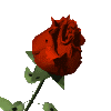 rose (100x100, 10Kb)