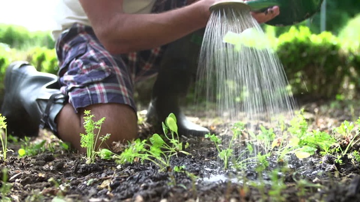 4920201_820178061allotmentwateringpotwateringflowersseedling (700x394, 121Kb)