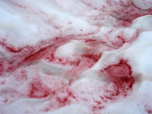 watermelon-snow-01 (600x450, 207Kb)