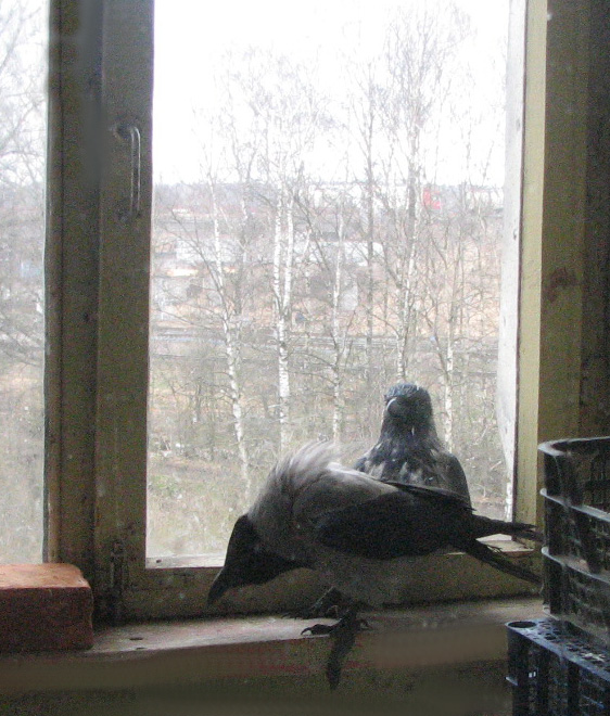 6274327_IMG_0529 (562x660, 188Kb)