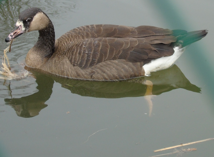 DSC04199 (700x514, 285Kb)