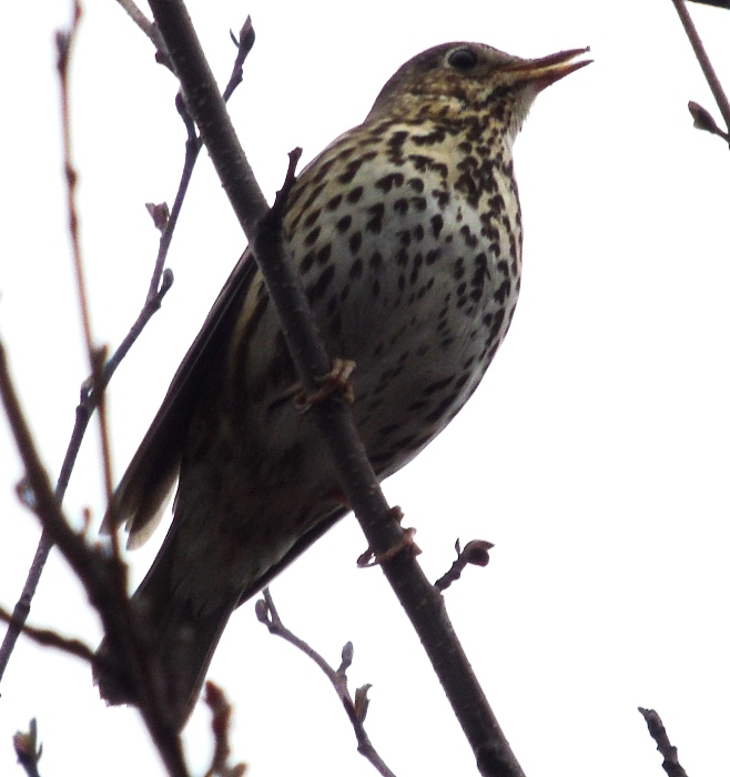 DSC04247 (658x700, 241Kb)