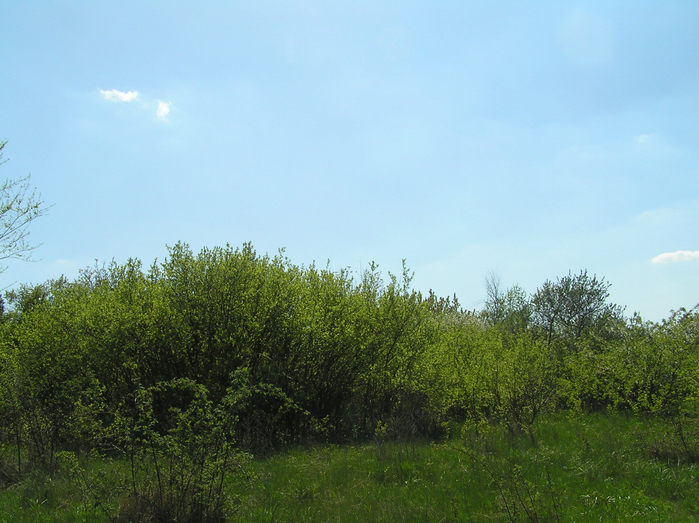 P2160054 (700x523, 452Kb)