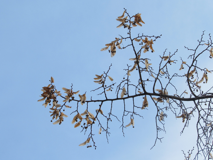 IMG_0222 (700x525, 370Kb)