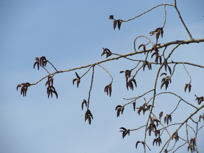 IMG_0242 (700x525, 337Kb)
