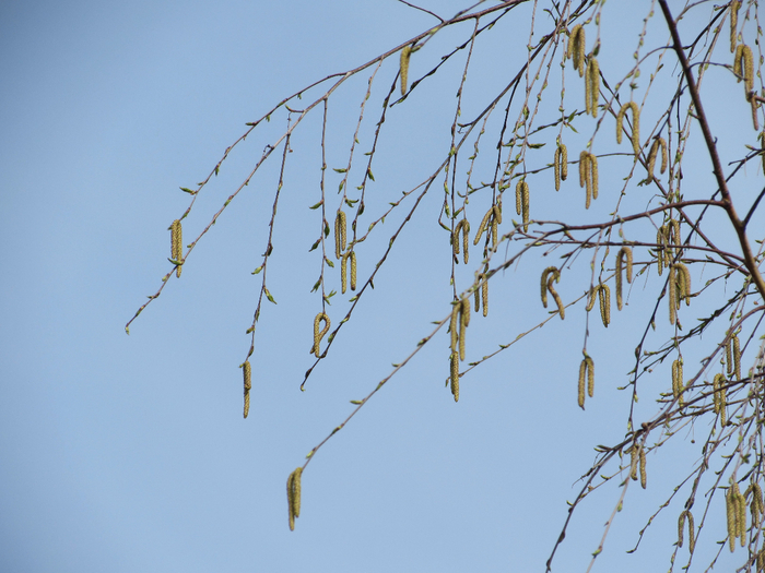 IMG_0243 (700x525, 381Kb)