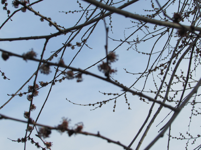 IMG_0247 (700x525, 433Kb)