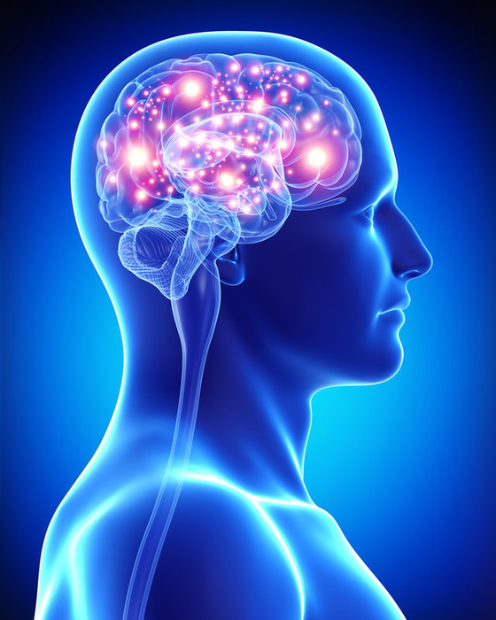 2961431_cerebrojoven (560x700, 99Kb)