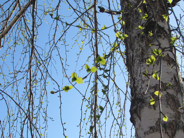 IMG_0308 (700x525, 627Kb)