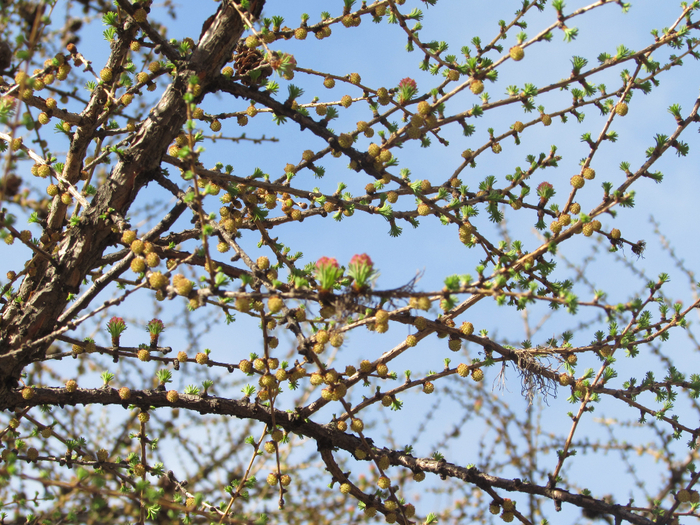 IMG_0310 (700x525, 616Kb)