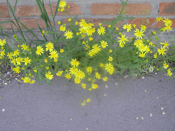 P2210001 (700x523, 542Kb)