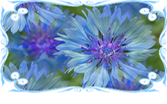0_6fb8a_75fb0a80_XL (240x149, 77Kb)