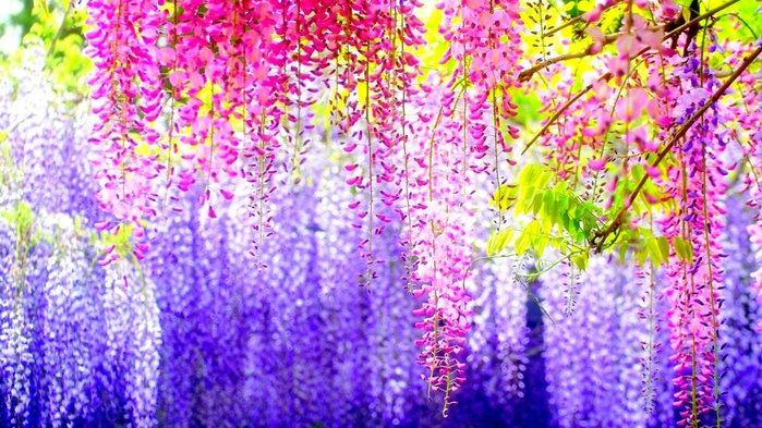 Most-Beautiful-Colorful-Flowers-Wallpaper (700x393, 150Kb)