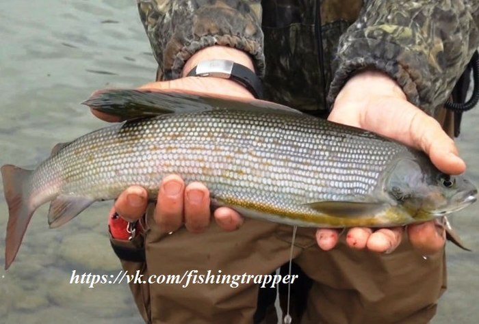 #Охота@fishingtrapper Статьи об охоте. лисий след изменил направление #Охота@fishingtrapper Статьи об охоте. лисий след изменил направление