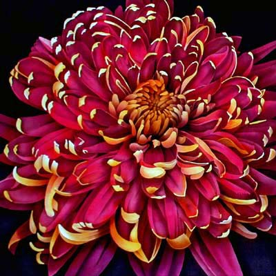 FR 345 Chrysanthemum (400x400, 209Kb)
