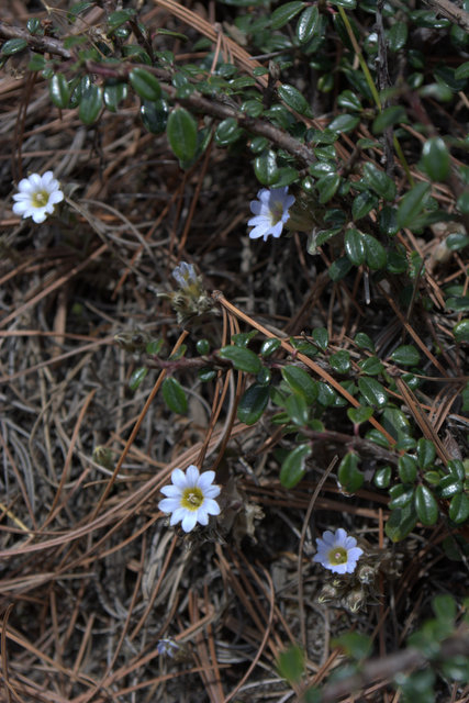 DSC_0509 (427x640, 218Kb)