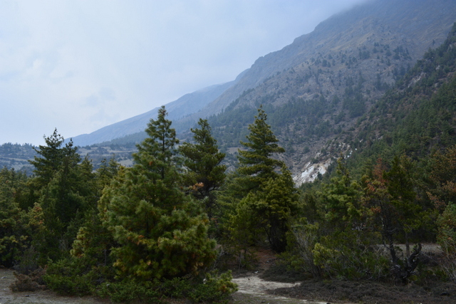 DSC_0525 (640x427, 293Kb)