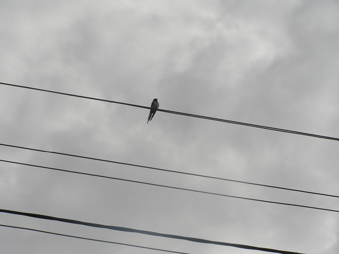 P3090004 (700x523, 222Kb)