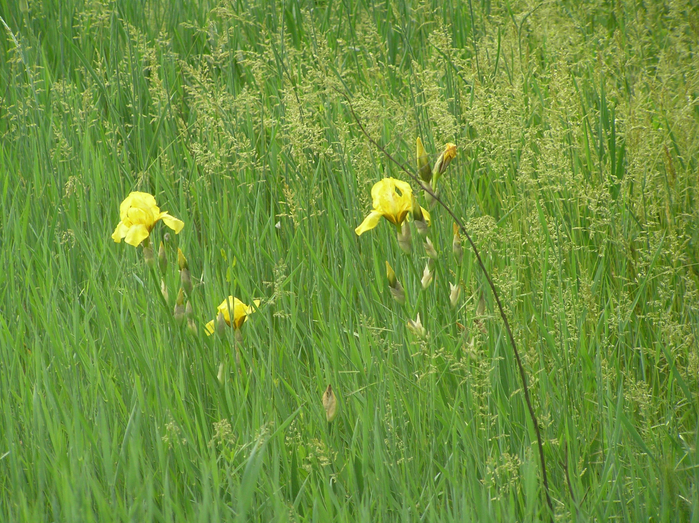 P3090046 (700x523, 599Kb)