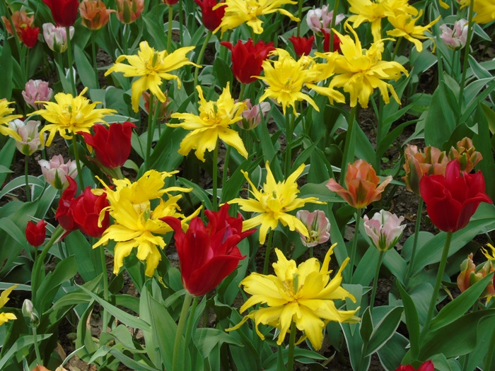 DSC01443 (700x525, 493Kb)