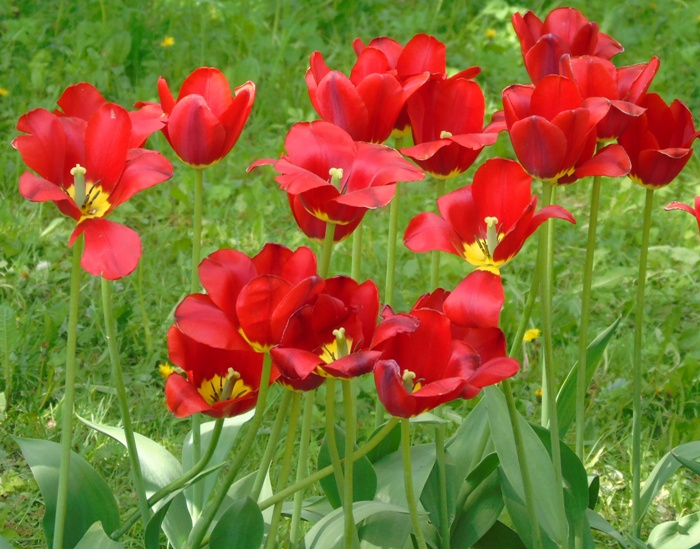 DSC01458 (700x549, 444Kb)