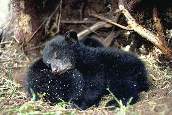 cute_animals_sleeping_pillows_01 (700x469, 288Kb)