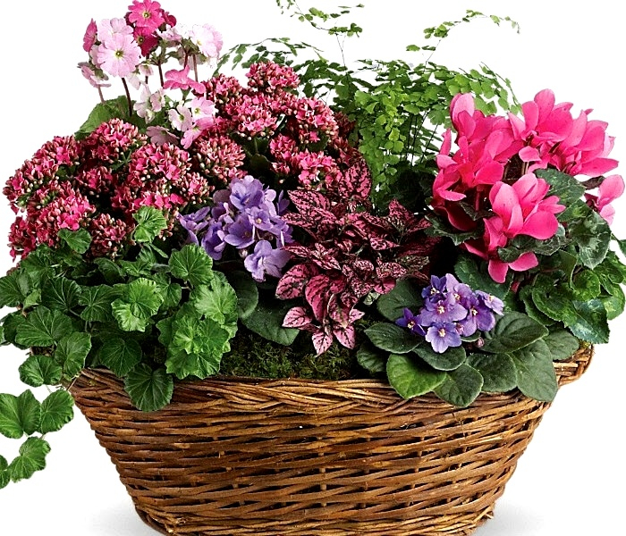 Simply-Chic-Mixed-Plant-Basket-send-flowers-online-by-calgary-flowers. (700x600, 541Kb)