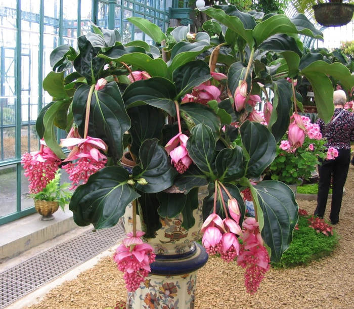 Medinilla Magnifica. (700x611, 558Kb)