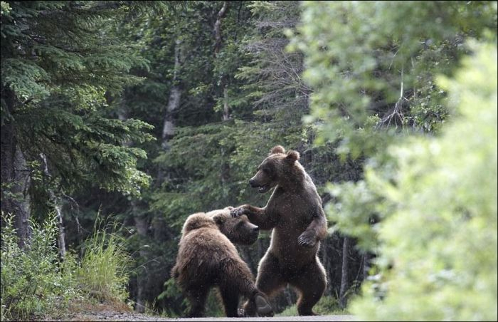 bears_fight_02 (700x452, 225Kb)