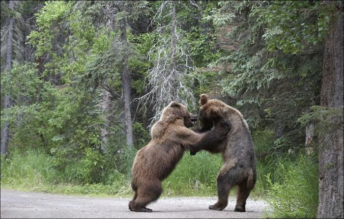 bears_fight_04 (700x446, 251Kb)