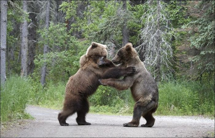 bears_fight_06 (700x449, 240Kb)