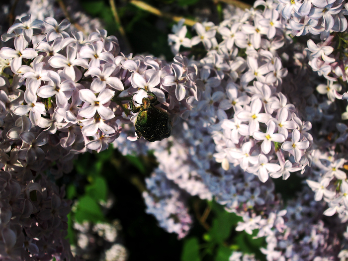 IMG_9093 (700x525, 482Kb)