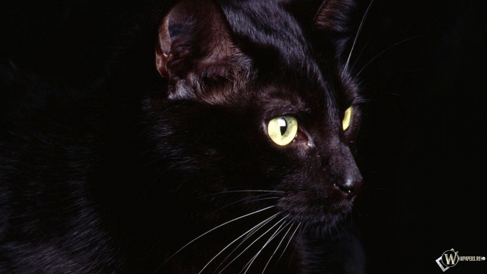 6098670_foto4_Chyornaya_koshka (700x393, 90Kb)