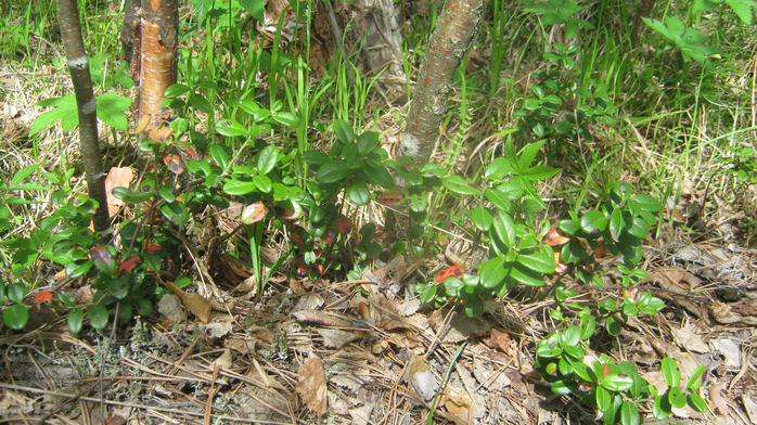 IMG_3661 (700x392, 537Kb)