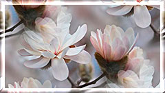 magnoliia-derevo-tsvetenie (240x135, 15Kb)
