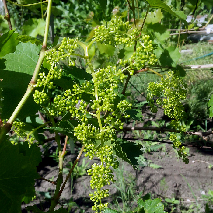 Завязи винограда/683232_vinograd (700x700, 350Kb)