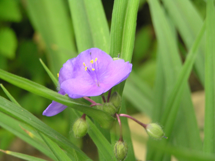 P3120025 (700x523, 421Kb)