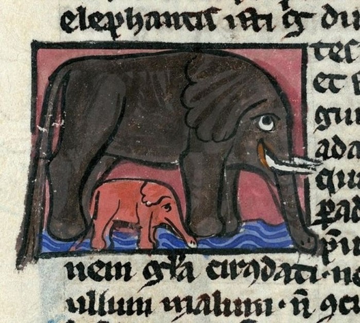 Как средневековые художники представляли слонов