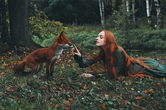 forest fox 2 (540x360, 226Kb)