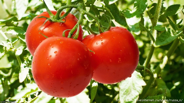 pomidory (700x393, 237Kb)
