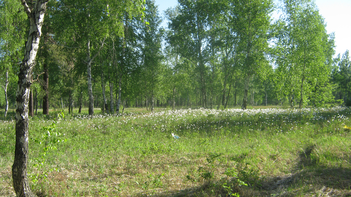 IMG_3726 (700x392, 509Kb)