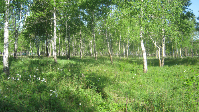 IMG_3745 (700x392, 524Kb)