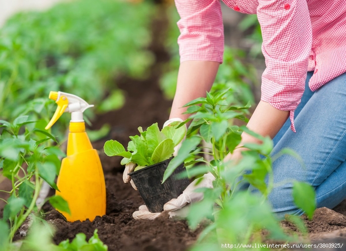 gardening-myths-4 (700x507, 279Kb)