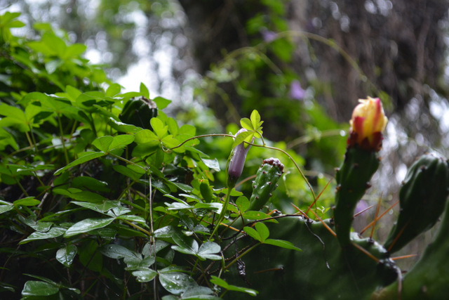 DSC_0896 (640x427, 243Kb)