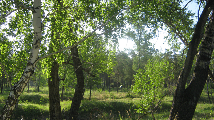 IMG_3790 (700x392, 506Kb)