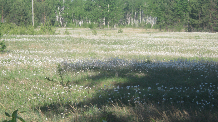 IMG_3796 (700x392, 439Kb)